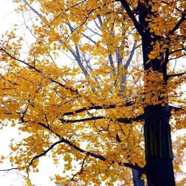 植物界超级寿星是什么