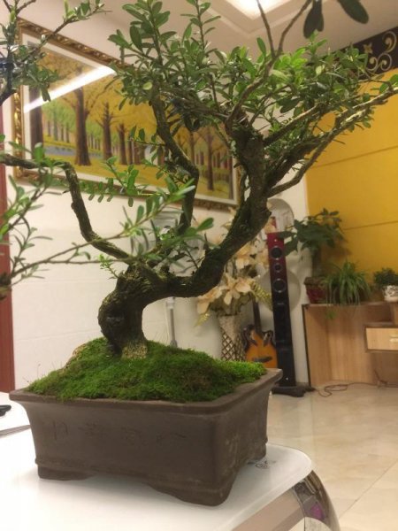 植物界超级寿星是什么