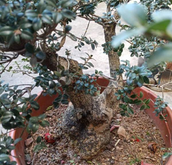 植物界超级寿星是什么