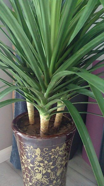 植物界超级寿星是什么