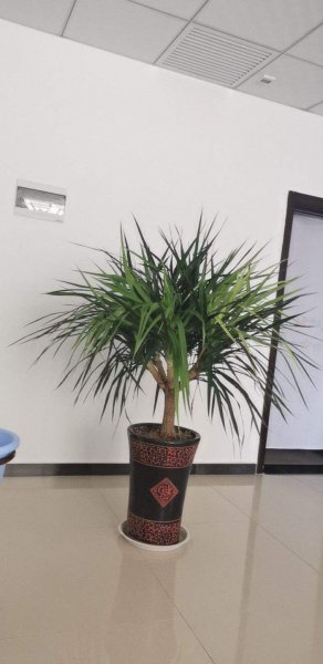 植物界超级寿星是什么