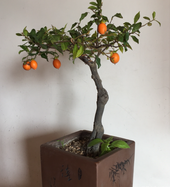 植物界超级寿星是什么