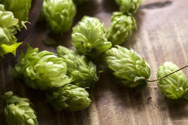 啤酒为什么要放啤酒花