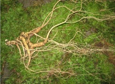 毒蛇为什么守护人参 野山参附近为何总有毒蛇出现