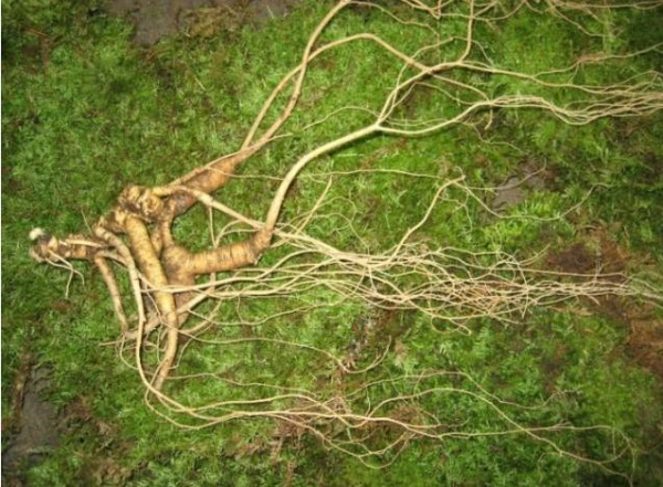 毒蛇为什么守护人参