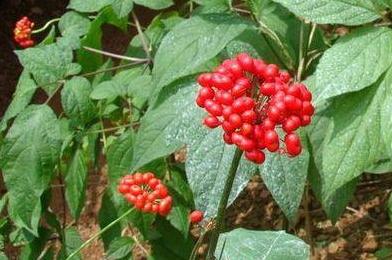 毒蛇为什么守护人参