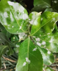 烯唑醇的作用与效果 烯唑醇的性质以及能防治病害盘点