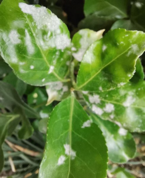 烯唑醇的作用与效果