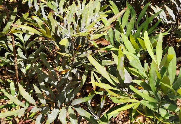 烯唑醇的作用与效果