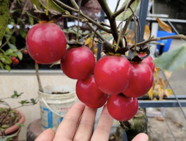 农村叫的金弹子树是什么样的