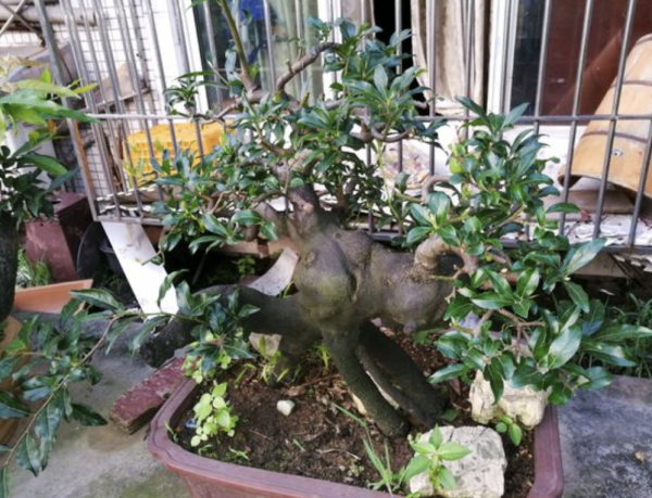 农村叫的金弹子树是什么样的