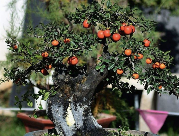 农村叫的金弹子树是什么样的