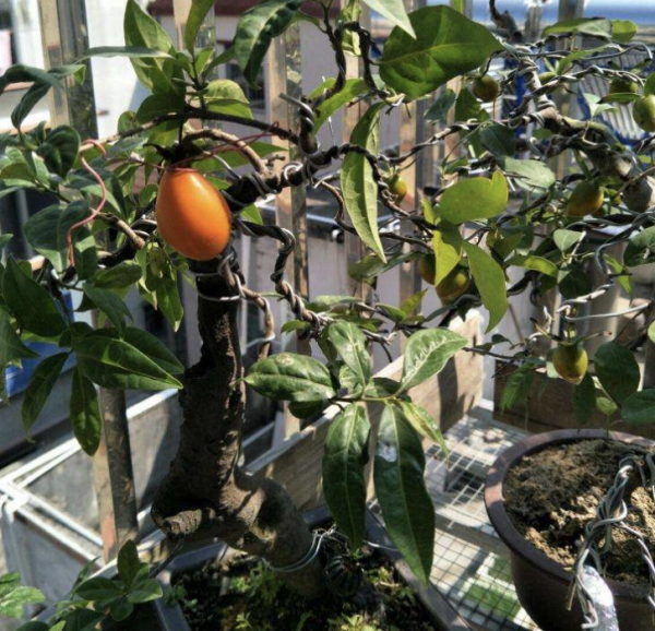 农村叫的金弹子树是什么样的