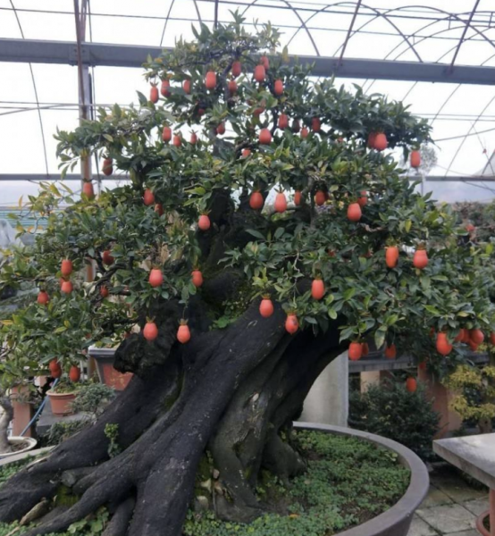 农村叫的金弹子树是什么样的