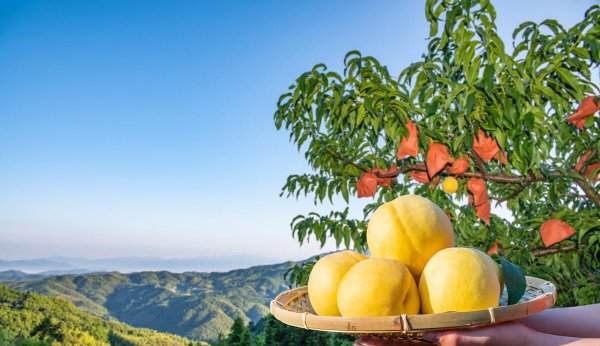 目前全国最好的桃品种