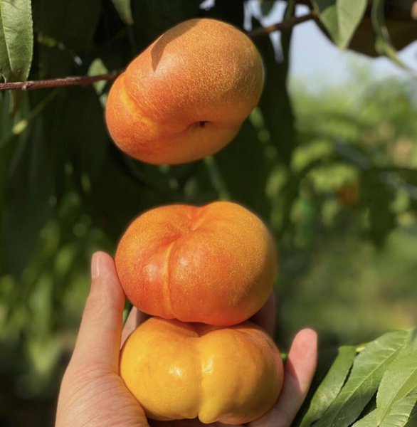 目前全国最好的桃品种