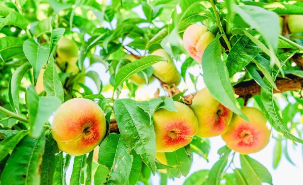 目前全国最好的桃品种