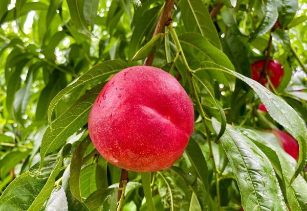 目前全国最好的桃品种