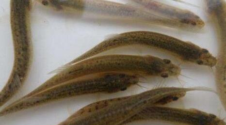 泥鳅养殖一亩地需用多少泥鳅苗