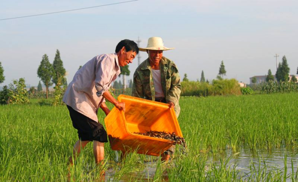 泥鳅养殖一亩地需用多少泥鳅苗