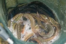 泥鳅养殖一亩地需用多少泥鳅苗