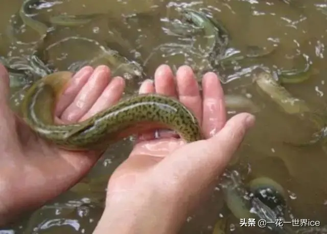 泥鳅养殖一亩地需用多少泥鳅苗