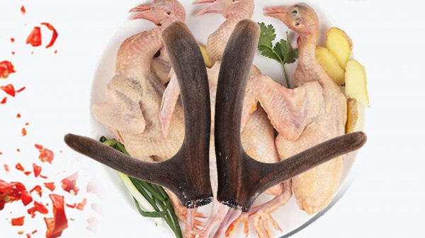 乳鸽煲汤用什么材料