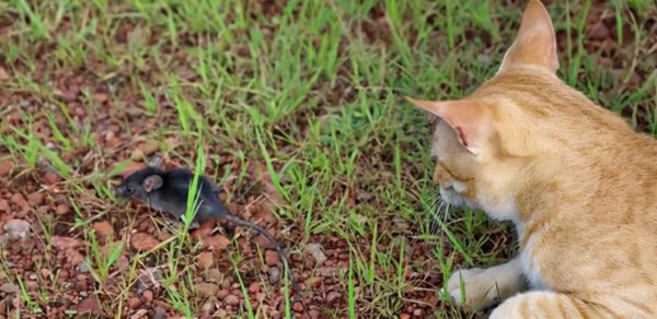 猫吃老鼠不怕细菌吗