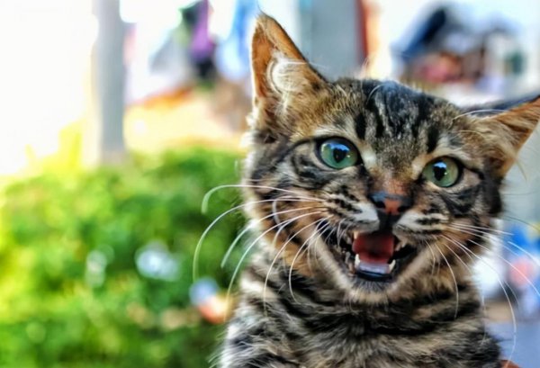 猫吃老鼠不怕细菌吗