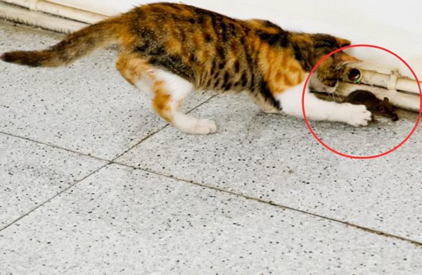 猫吃老鼠不怕细菌吗