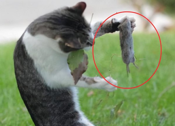 猫吃老鼠不怕细菌吗