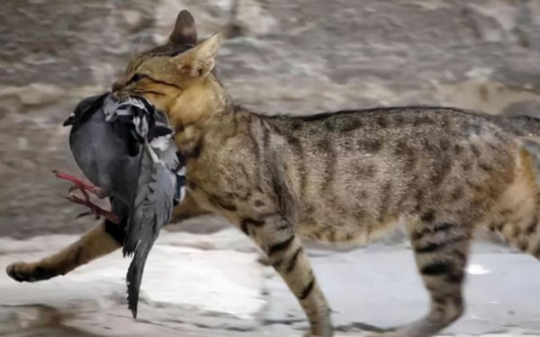 猫吃老鼠不怕细菌吗