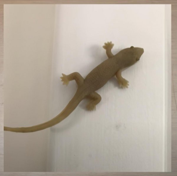 怎么最快把壁虎引出来