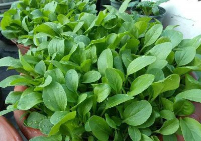 生长期30天内的蔬菜 适合新手种植的六种速生蔬菜