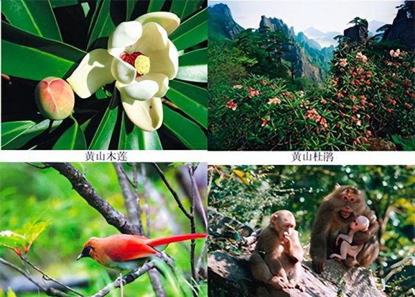 为什么会说黄山归来不看岳