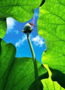 诗词小池写了哪些景物 古诗文赏析之宋杨万里小池