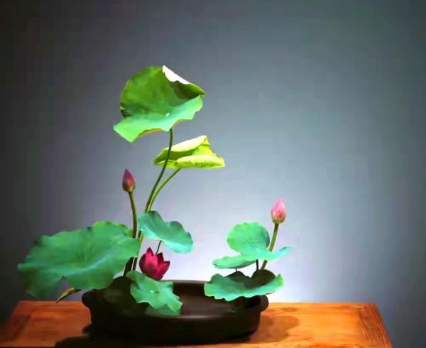 诗词小池写了哪些景物