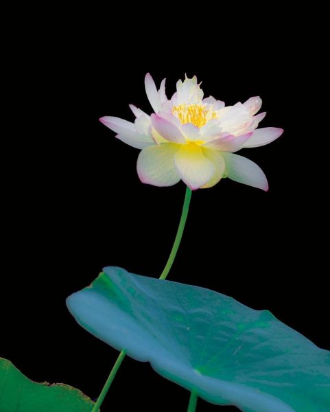 诗词小池写了哪些景物