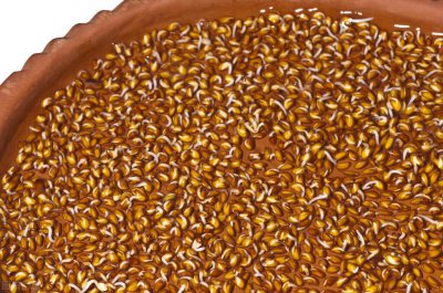 香菜籽怎么种才能尽快发芽 香菜种子快速催芽的技巧盘点