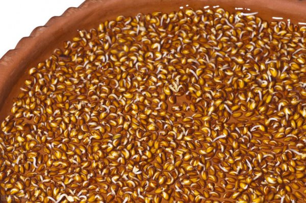 香菜籽怎么种才能尽快发芽