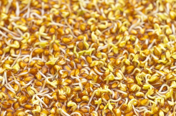 香菜籽怎么种才能尽快发芽