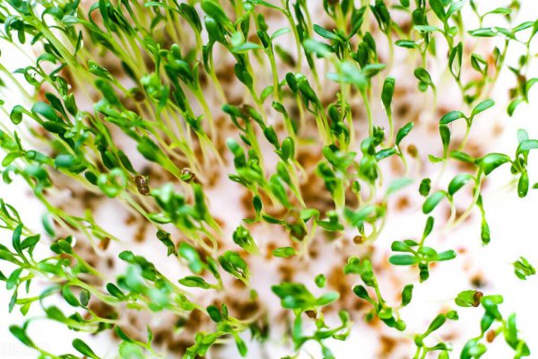 香菜籽怎么种才能尽快发芽