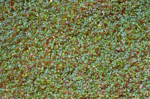 香菜籽怎么种才能尽快发芽