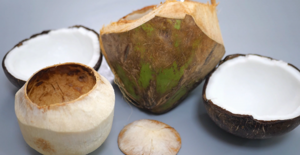 老椰子肉怎么弄出来