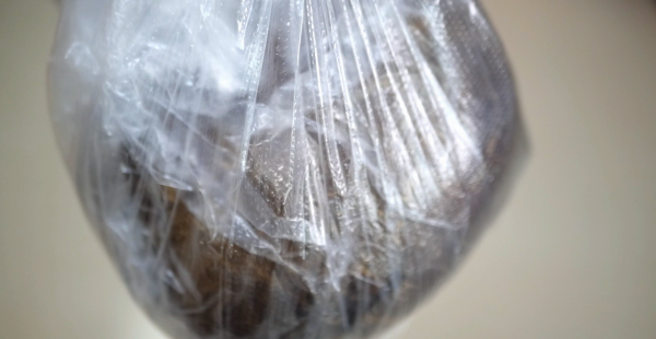 老椰子肉怎么弄出来