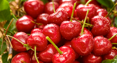 樱桃核可以种出樱桃树吗 樱桃核埋土中能发芽结果吗