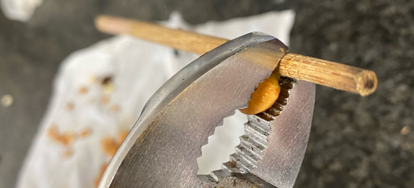 樱桃核可以种出樱桃树吗