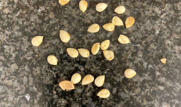 樱桃核可以种出樱桃树吗