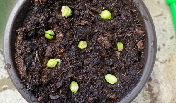 樱桃核可以种出樱桃树吗