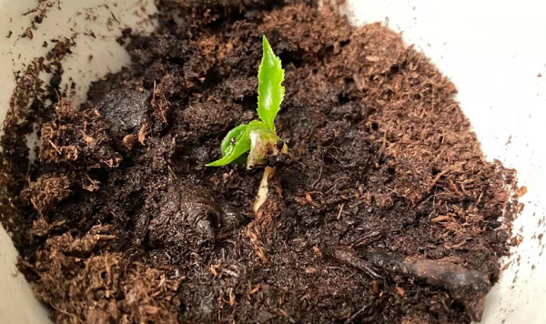 樱桃核可以种出樱桃树吗